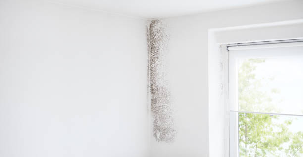 Mold Documentation for Insurance Claims in Coal Grove, OH