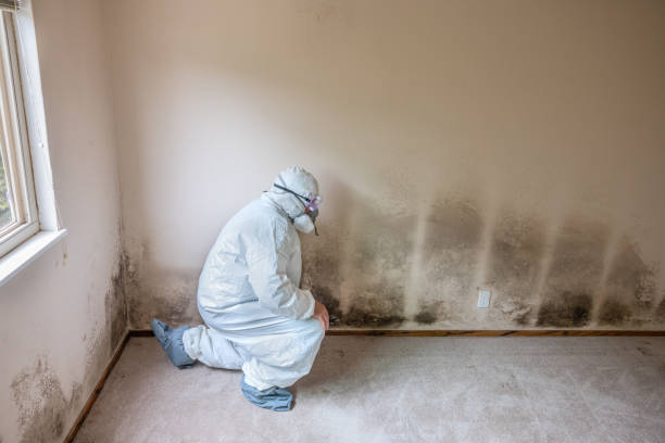 Best Emergency Mold Remediation  in Coal Grove, OH